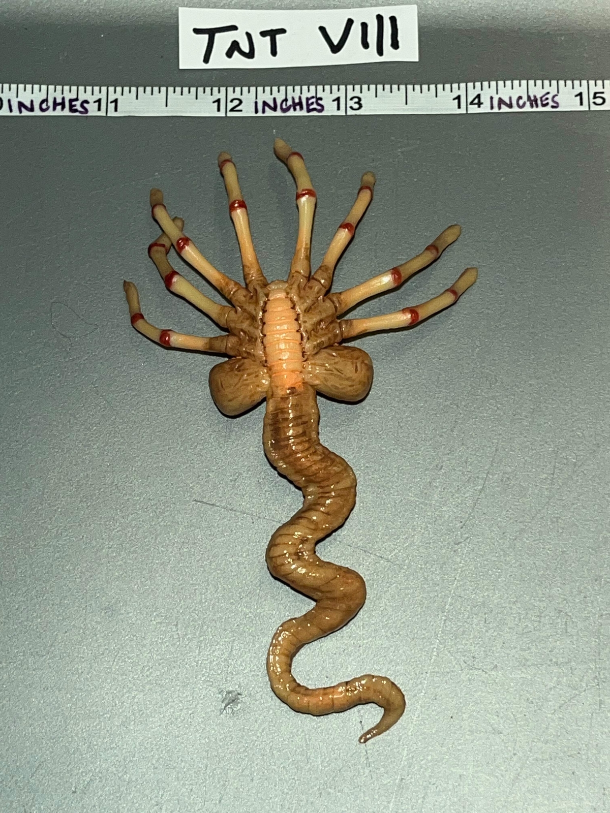 1:6 Scale Science Fiction Alien Ripley Face Hugger – Present Toys Flight Officer